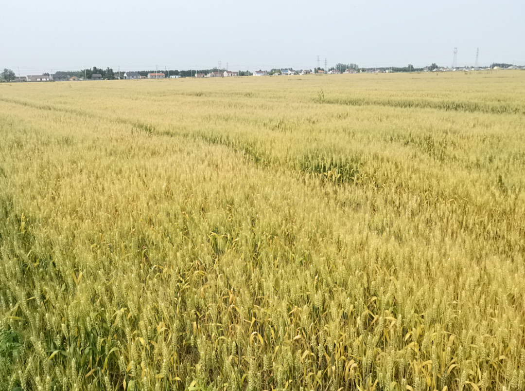 小麦种植案例分享|小麦穗子小？用好这遍肥，籽粒饱满又高产！